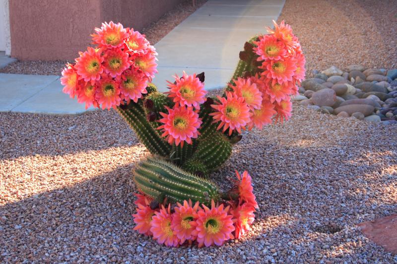  Cactus flowering, Sun City West, Arizona
