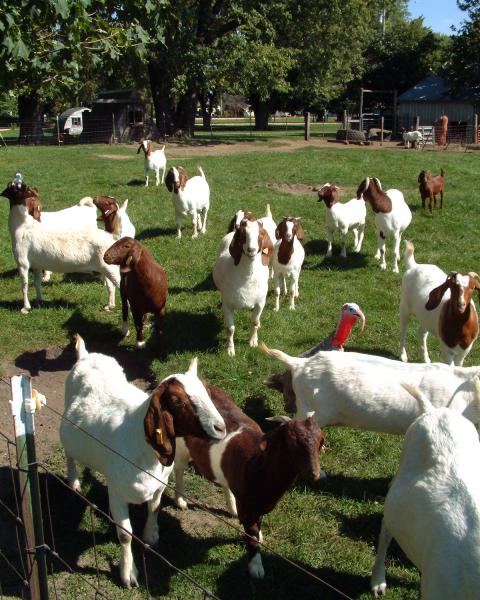  Templeton goats